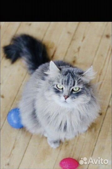 Сибирские котята