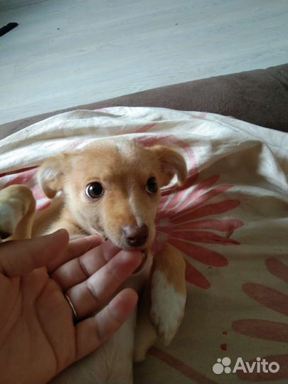 Собака маленькая порода