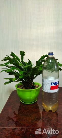 Цветок декабрист