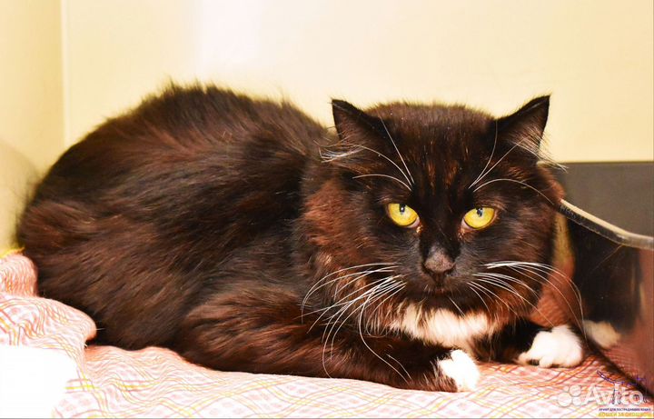 Кошка Карамелька, 5 лет