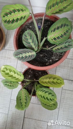 Пеларгония герань