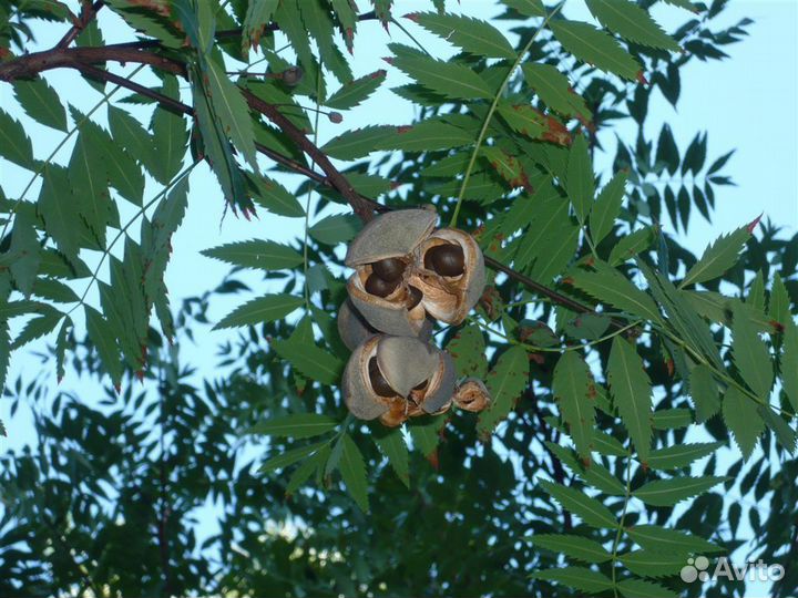 Саженцы Ксантоцероса (чекалкин орех )