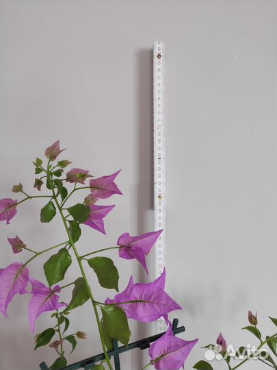 Бугенвиллия