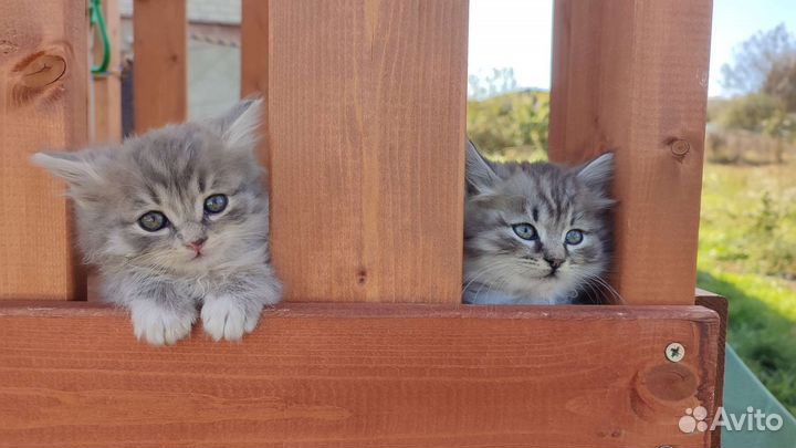 Котята в дар
