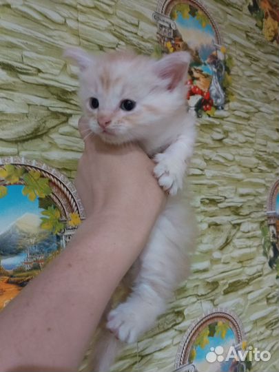 Сибирская кошка отдам