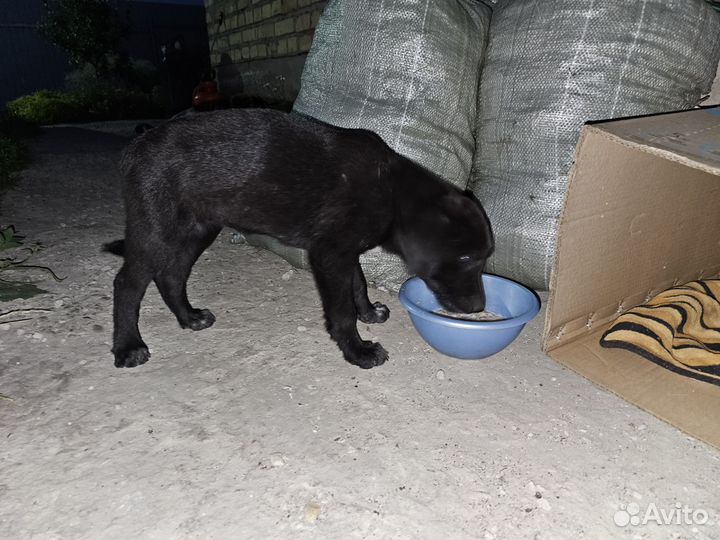 Метис лабрадора