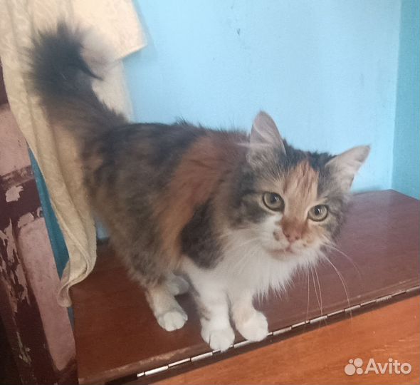 Кошечка в добрые руки