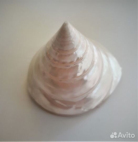 Раковина Нильского Трохуса (Конус перламутровый)