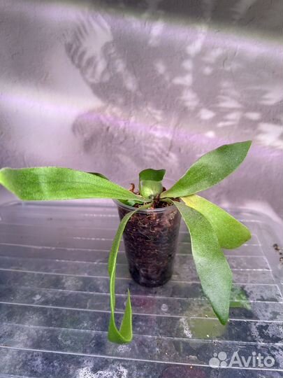 Платицериум бифуркатум