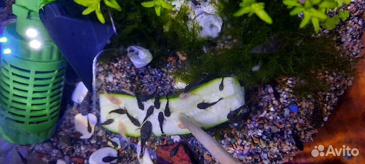 Сомики анцитрусы серые и розовые