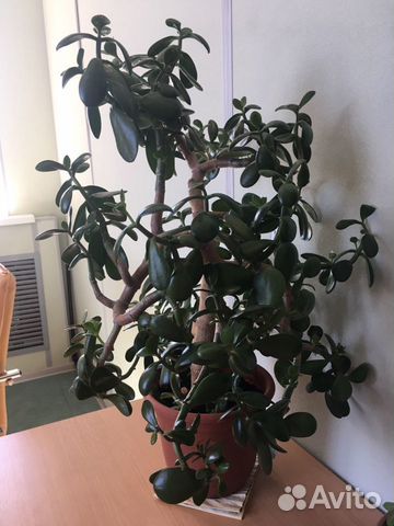 Толстянка/Денежное дерево с горшком, 72 см