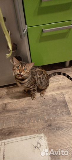 Бенгальская кот вязка
