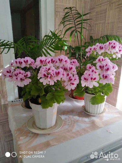 Пеларгония герань королевская