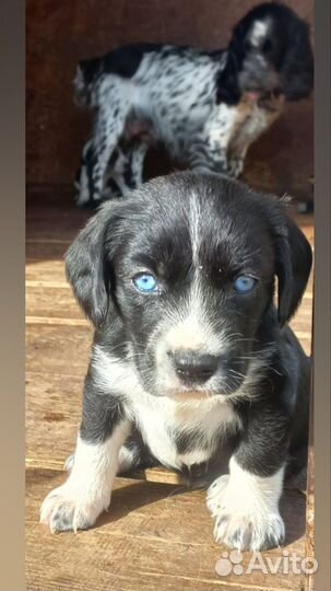 Щенки спаниэля