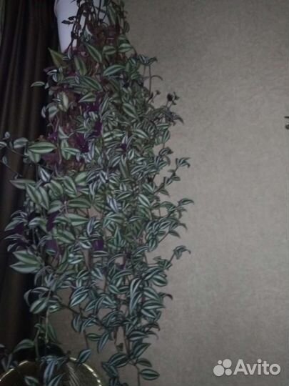 Традесканция Висячая