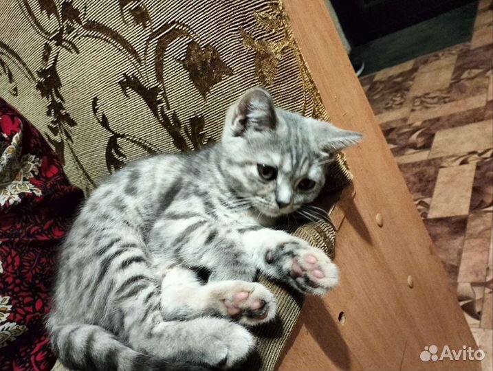 Кошка ласковая в дар