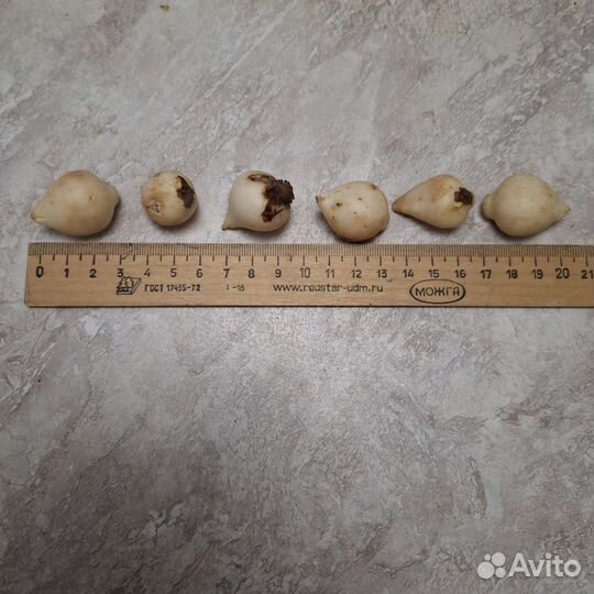 Луковицы тюльпанов