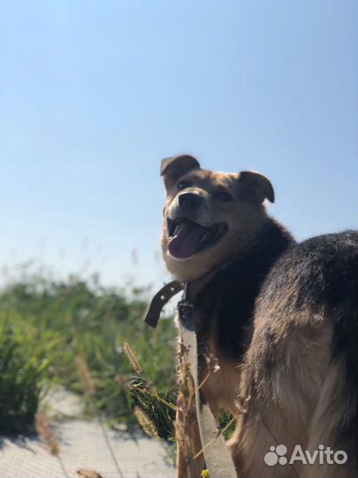 Собака Мона