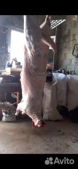 Овцы бараны с/х