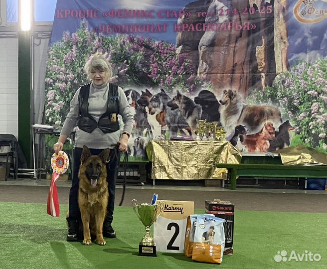 Продам щенков немецкой овчарки с документами РКФ