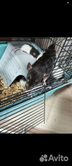 Крысята дамбо бесплатно