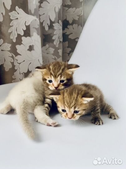 Котята