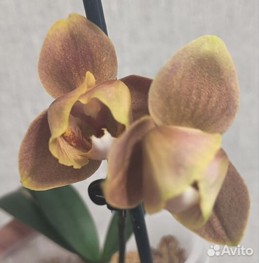 Орхидея brion peloric, цветёт, брион пелорик