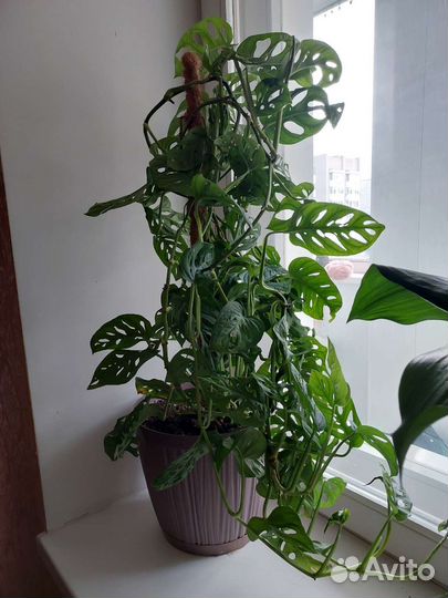 Монстера Манки