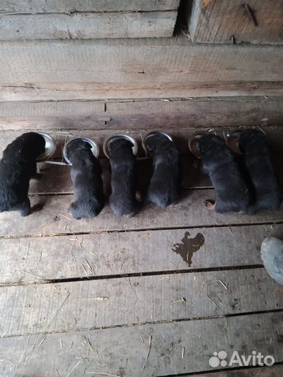 Щенки ротвейлера