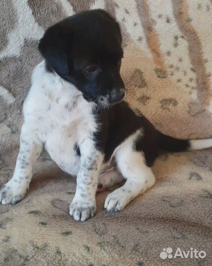 Помесь дракхаара, девочка 2 мес