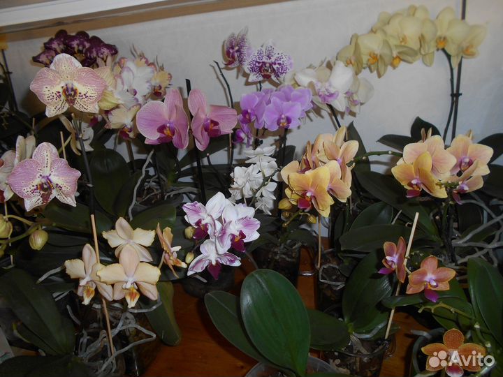 Комнатные цветы орхидеи