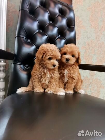 Мальтипу f1 micro