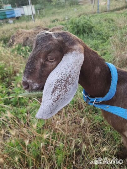 Козлики камори-нубийские