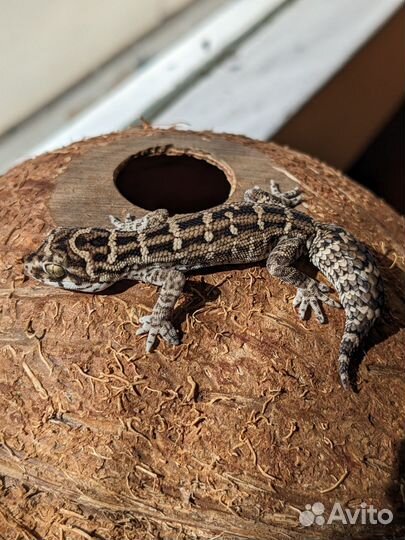 Гадюковый геккон Hemidactylus imbricatus