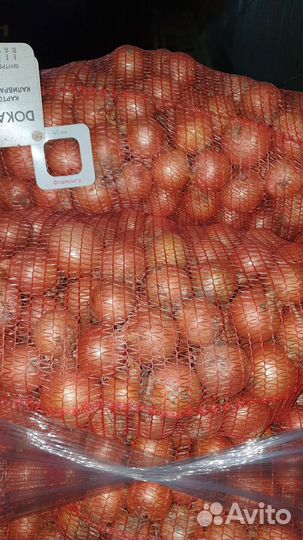 Лук репчатый