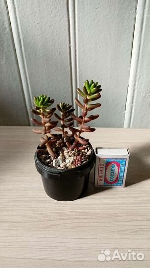 Суккуленты