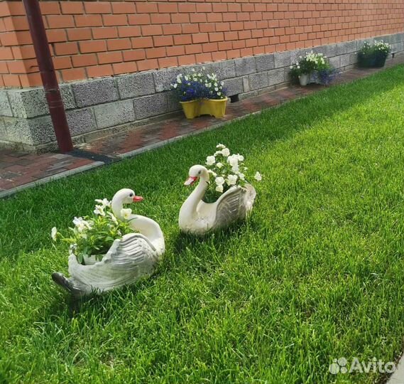 Газон. Рулонный газон