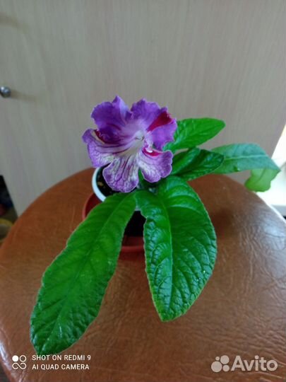 Стептокарпус