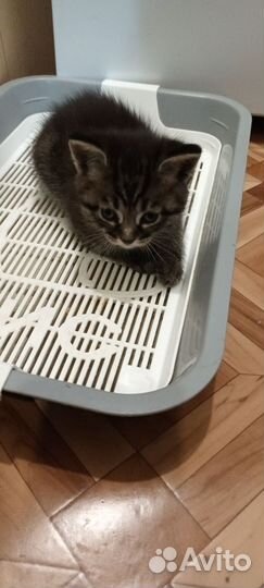 Котята в добрые руки бесплатно