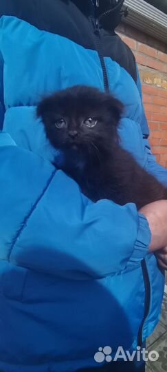 Котята в добрые руки бесплатно