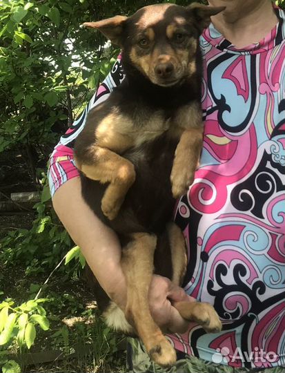 Пинчер в дар