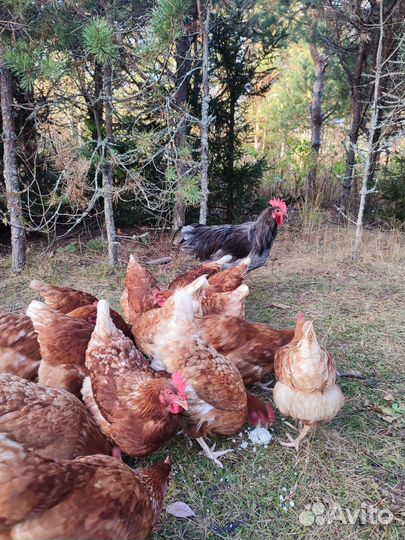 Куры несушки