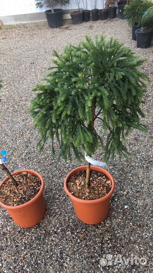 Оастения на штамбе