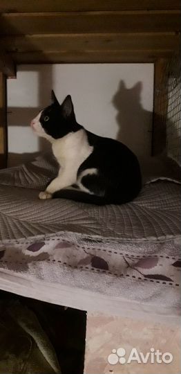 Отдаю кота в добрые руки