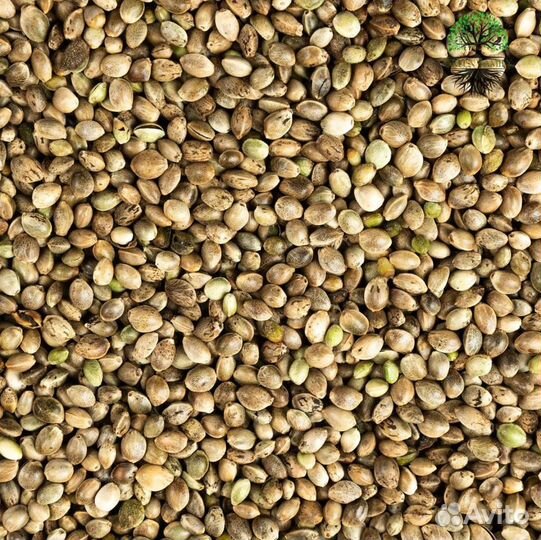 Семена конопли / Прикормка для рыбалки