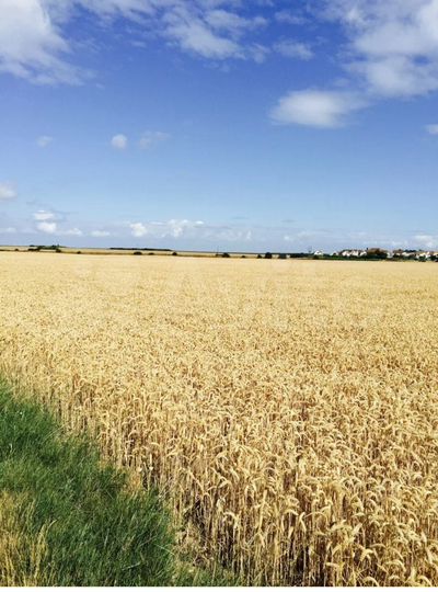 Участок 21,46 га (СНТ, ДНП)