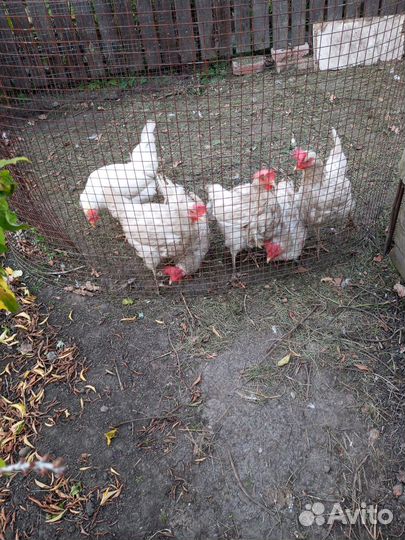 Куры несушки продам