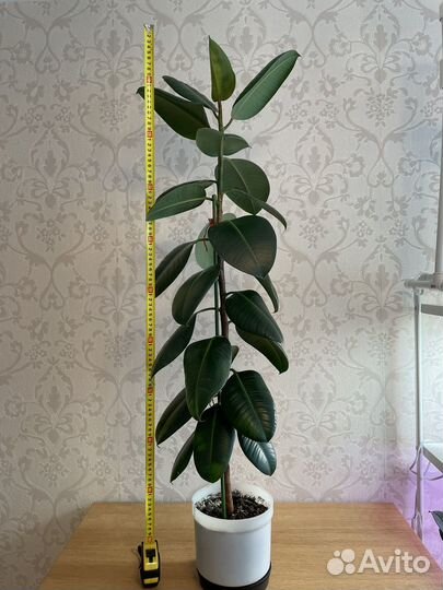 Фикус эластика робуста