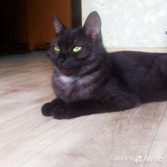 Кошечка Ева
