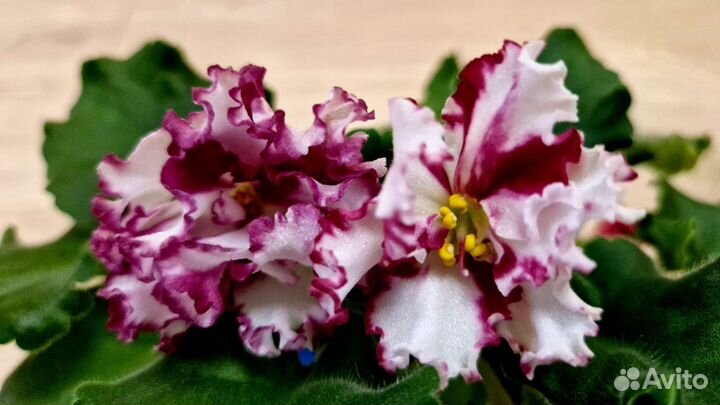 Фиалка 